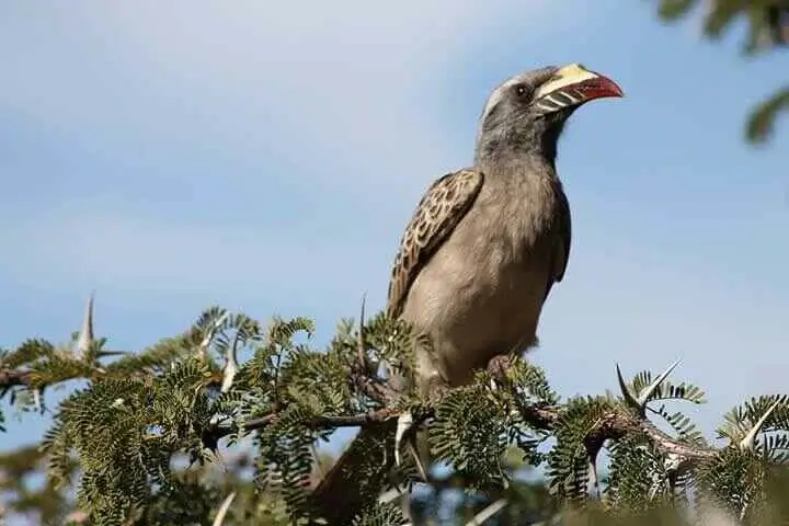 African Grey Hornbill